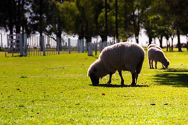 포토 JPG 해외이미지 주간 나무 세마리 그림자 사람없음 야외 울타리 목장 양 방목 먹기 양목장 해외202004 해외포토 자연요소 식물 포유류 모션 3 담장 축산업 파일형식 이미지허브
