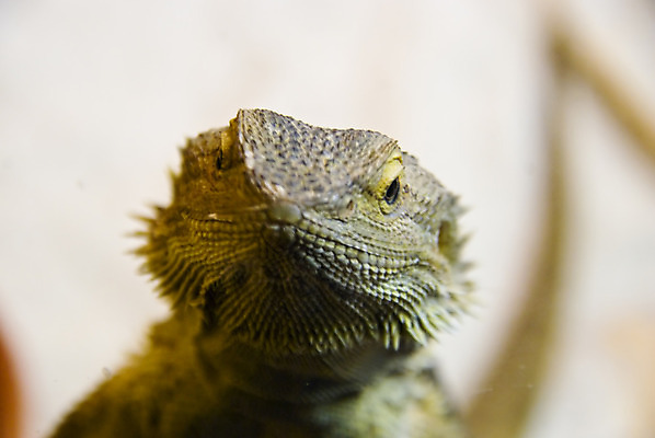 포토 JPG 해외이미지 동물 파충류 자연 종류 사람없음 용 보호 생물학 도마뱀 타입 기어가기 생존 해외202004 해외포토 교육 컨셉 모션 생태계 파일형식 이미지허브