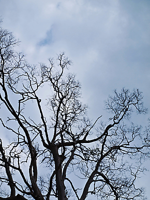 포토 JPG 해외이미지 모양 식물 구름 계절 줄기 패턴 자연 날씨 추상 건조 서기 풍경 사람없음 야외 목재 장식 여름 갈색 검은색 회색 흰색 나뭇가지 죽음 막대기 오브젝트 질감 내추럴 나쁜 옛날 우울증 해외202004 해외포토 자연요소 나무 컬러 무늬 재료 모션 질병 생태계 파일형식 이미지허브