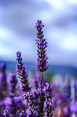 포토 JPG 해외이미지 식물 꽃 유럽 꽃다발 백그라운드 꽃무늬 밭 자연 풍경 사람없음 초록색 여름 파란색 바구니 환경 보라색 활발 프랑스 벚꽃 시골 개화 자주색 다발 허브 제비꽃 관목 그림 향기 뉴질랜드 아로마 아로마테라피 라벤더 내추럴 프랑스어 프로방스 해외202004 해외포토 나무 문자 계절 나라 컬러 컨셉 무늬 농업 오세아니아 생태계 냄새 테라피 파일형식 이미지허브