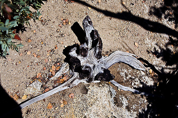 포토 JPG 해외이미지 나무 공원 자연 불 휴가 건조 국립공원 풍경 사람없음 목재 여름 검은색 미국 손상 죽음 뜨거움 숲 위험 뿌리 캘리포니아 나무껍질 드넓은 요세미티국립공원 재앙 전국 평야 수평선 해외202004 해외포토 자연요소 식물 계절 공공시설 컬러 컨셉 북아메리카 재료 껍질 생태계 파일형식 이미지허브