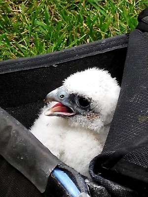 포토 JPG 해외이미지 동물 야생동물 가방 자연 조류 병아리 사람없음 야외 환경 분노 흰색 보호 불안 깃털 육식동물 내추럴 공격적 해외202004 해외포토 잡화 감정 컬러 컨셉 생태계 파일형식 이미지허브