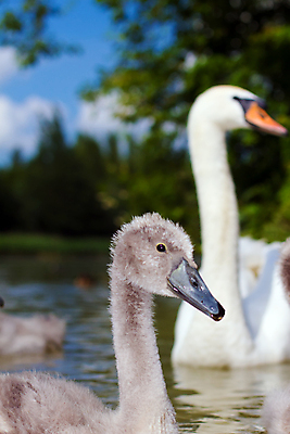 포토 JPG 해외이미지 공원 호수 영국 오리 사람없음 물 회색 보호 깃털 백조 부드러움 솜털 해외202004 해외포토 자연요소 공공시설 유럽 컬러 컨셉 조류 감각 파일형식 이미지허브