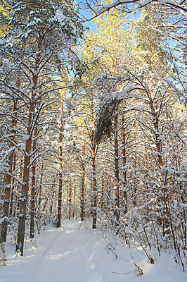 포토 JPG 해외이미지 나무 식물 계절 길 여행 크리스마스 겨울 동화 그림자 풍경 사람없음 야외 목재 빛 햇빛 얼음 추위 흰색 소나무 숲 눈보라 내추럴 폭설 눈내림 해외202004 해외포토 자연요소 기념일 컬러 재료 눈_날씨 태양 자연재해 파일형식 이미지허브