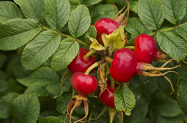 포토 JPG 해외이미지 식물 계절 열매 잎 꽃무늬 사람없음 빨간색 초록색 여름 장미 나뭇가지 신선 아로마 숙성 해외202004 해외포토 나무 꽃 컬러 무늬 파일형식 이미지허브