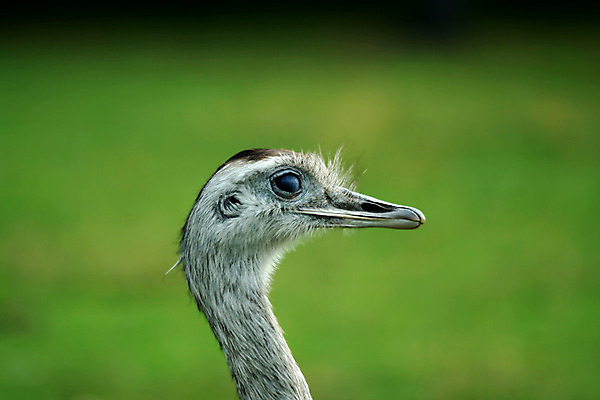 포토 JPG 해외이미지 동물 야생동물 조류 사람없음 머리 깃털 부리 목 해외202004 해외포토 신체부위 파일형식 이미지허브
