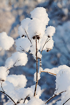 포토 JPG 해외이미지 식물 계절 조각 백그라운드 크리스마스 겨울 자연 사람없음 야외 세로 파란색 빛 환경 냉동 추위 흰색 신선 눈송이 숲 에코 부드러움 내추럴 해외202004 해외포토 기념일 컬러 눈_날씨 감각 생태계 파일형식 이미지허브