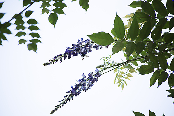 포토 JPG 해외이미지 식물 동물 공원 꽃 야생동물 곤충 백그라운드 밭 날개 자연 생물 안테나 사람없음 야외 장식 초록색 여름 컬러풀 햇빛 노란색 환경 정원 보라색 검은색 봄 활발 벚꽃 큼 수분 벌 목수 생물학 꿀 라벤더 단아함 해외202004 해외포토 직업 계절 공공시설 교육 컬러 컨셉 농업 통신 태양 크기 허브 생태계 파일형식 이미지허브
