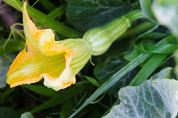 포토 JPG 해외이미지 식물 꽃 음식 잎 꽃무늬 농업 채소 자연 호박 건강 사람없음 초록색 농장 노란색 정원 봄 성장 벚꽃 시골 신선 작음 유기농 스쿼시 내추럴 주키니 해외202004 해외포토 웰빙 계절 산업 스포츠 컬러 무늬 구기 크기 생태계 파일형식 이미지허브