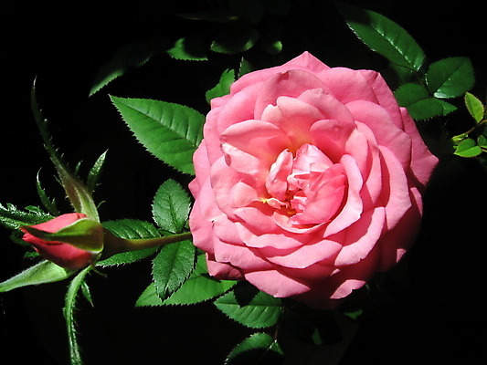 포토 JPG 해외이미지 식물 계절 꽃잎 꽃 줄기 분홍색 백그라운드 잎 자연 선물 사람없음 초록색 장미 정원 검은색 성장 원형 해외202004 해외포토 도형 컬러 생태계 파일형식 이미지허브