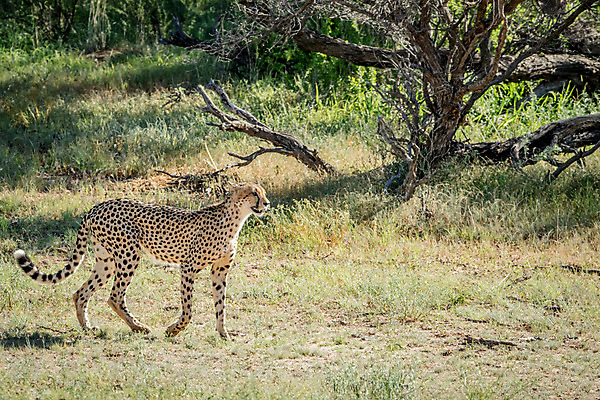 포토 JPG 해외이미지 동물 공원 야생동물 여행 포유류 아프리카 자연 휴가 사람없음 고양이 점 황무지 보호 큼 사파리 속도 육식동물 사냥꾼 멸종 치타 내추럴 남아프리카 사바나 해외202004 해외포토 직업 공공시설 나라 컨셉 반려동물 크기 생태계 파일형식 이미지허브