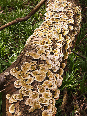 포토 JPG 해외이미지 모양 나무 식물 계절 공원 음식 백그라운드 잎 패턴 오렌지 자연 이끼 사람없음 야외 목재 여름 갈색 노란색 환경 버섯 봄 성장 껍질 가을 흰색 신선 닫기 숲 묘사 유기농 질감 나무껍질 내추럴 고립 곰팡이 옛날 해외202004 해외포토 웰빙 공공시설 컬러 무늬 과일 재료 모션 생태계 파일형식 이미지허브