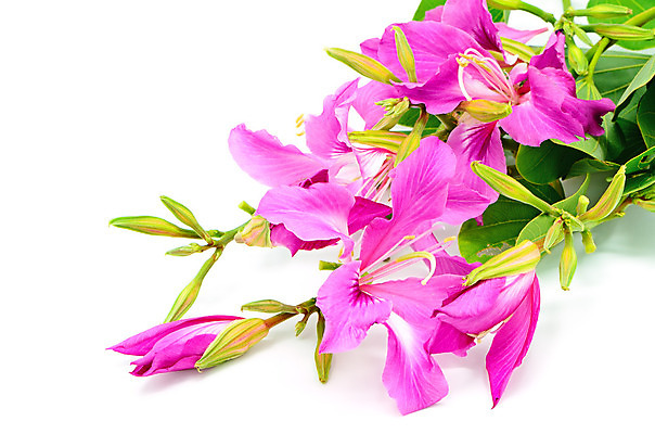 포토 JPG 해외이미지 모양 나무 식물 공원 꽃잎 꽃 아시아 줄기 분홍색 자연 매달리기 사람없음 야외 장식 빨간색 초록색 새싹 환경 정원 보라색 봄 벚꽃 나뭇가지 신선 다발 오브젝트 내추럴 전국 해외202004 해외포토 계절 공공시설 나라 컬러 모션 생태계 파일형식 이미지허브