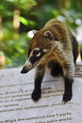포토 JPG 해외이미지 동물 야생동물 여행 포유류 자연 멕시코 사람없음 남아메리카 콜롬비아 군중 숲 꼬리 오르기 베네수엘라 파나마 해외202004 해외포토 북아메리카 모션 아메리카 사람 생태계 파일형식 이미지허브