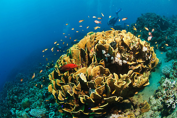 포토 JPG 해외이미지 이집트 어류 사람없음 물 수중 소용돌이 원형 산호 닫기 암초 홍해 해외202004 해외포토 자연요소 도형 바다 모션 아프리카 수중동물 회오리 자포동물 파일형식 이미지허브