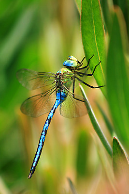 포토 JPG 해외이미지 동물 야생동물 곤충 백그라운드 날개 오렌지 자연 안테나 사람없음 빨간색 파란색 컬러풀 흰색 닫기 벌레 잠자리 꼬리 슛 고립 슬라이드 테마 해외202004 해외포토 컬러 과일 통신 모션 생태계 파일형식 이미지허브
