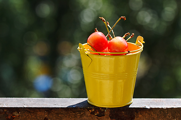 포토 JPG 해외이미지 식물 라이프스타일 계절 열매 음식 줄기 백그라운드 농업 다이어트 과일 재료 자연 디저트 건강 사람없음 목재 빨간색 초록색 여름 농작물 금속 수확 흰색 신선 체리 그룹 떨어짐 소프트포커스 먹기 양동이 가득함 오브젝트 유기농 날것 내추럴 숙성 채식주의자 해외202004 해외포토 나무 웰빙 산업 컬러 컨셉 모션 재질 촬영기법 생활 생태계 채식 파일형식 이미지허브