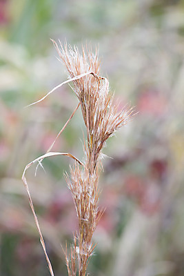 포토 JPG 해외이미지 식물 계절 공원 호수 여행 백그라운드 추상 건조 갈대 씨앗 풍경 사람없음 야외 세로 물 여름 강 갈색 환경 침묵 성장 가을 시골 연못 황무지 황금 습지 큼 신비 부식 솜털 내추럴 양모 해외202004 해외포토 자연요소 공공시설 컬러 컨셉 무늬 소리 직물 크기 파일형식 이미지허브