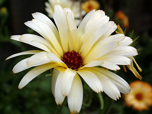 포토 JPG 해외이미지 공원 꽃 자연 사람없음 환경 정원 봄 벚꽃 해외202004 해외포토 식물 계절 공공시설 생태계 파일형식 이미지허브