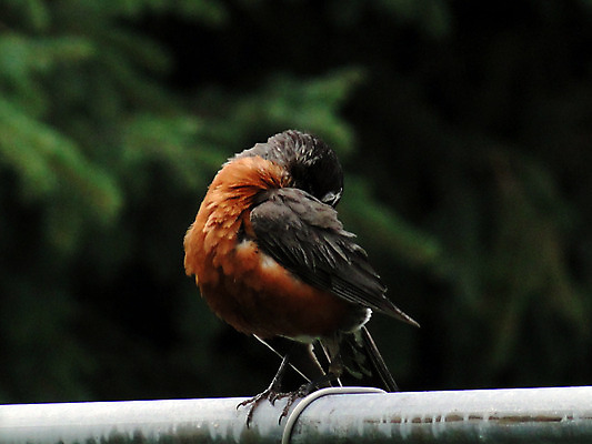 포토 JPG 해외이미지 조류 사람없음 빨간색 검은색 봄 북쪽 해외202004 해외포토 동물 계절 컬러 방향 파일형식 이미지허브
