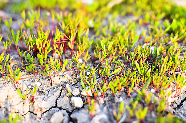포토 JPG 해외이미지 식물 계절 지구 백그라운드 잎 패턴 밭 농업 채소 자연 새로움 씨앗 잔디 사람없음 야외 초록색 새싹 환경 정원 흙 봄 성장 시골 신선 작음 땅 유기농 원예 먼지 내추럴 땅바닥 모종 생태학 세련 해외202004 해외포토 웰빙 교육 산업 컬러 컨셉 무늬 바닥 취미 크기 생태계 파일형식 이미지허브