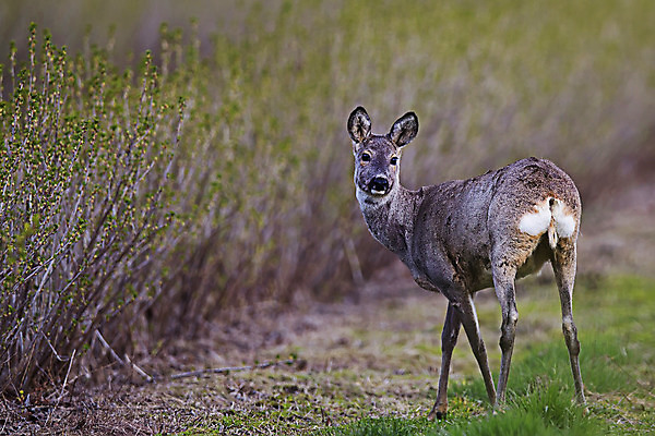 포토 JPG 해외이미지 동물 1 응시 꽃 야생동물 포유류 자연 사슴 서기 사람없음 목재 옆모습 빨간색 초록색 숲 공터 숨기 해외202004 해외포토 나무 식물 시선 뷰포인트 컬러 재료 모션 생태계 파일형식 이미지허브