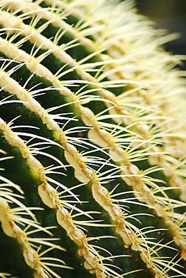 포토 JPG 해외이미지 식물 디자인 꽃 지구 백그라운드 잎 공 자연 선인장 건조 건강 풍경 사람없음 장식 빨간색 초록색 여름 갈색 노란색 정원 사막 성장 뜨거움 원형 가시 스페인 황금 척추 묘사 질감 날카로움 리빙 내추럴 해외202004 해외포토 도형 계절 유럽 컬러 뼈 생태계 파일형식 이미지허브