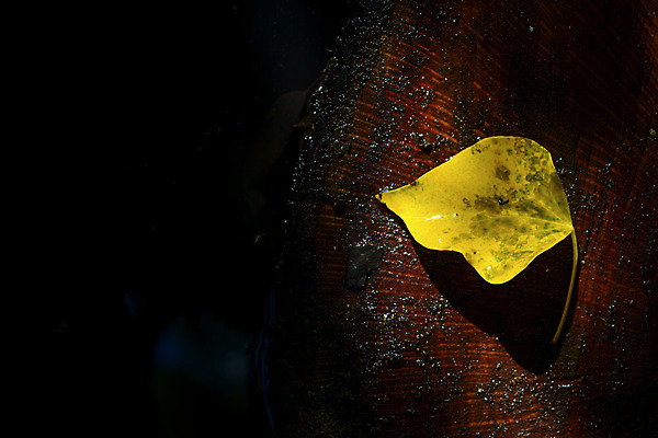포토 JPG 해외이미지 모양 계절 공원 감정 백그라운드 잎 자연 벽지 발렌타인데이 사랑 풍경 사람없음 야외 물 여름 강 노란색 평화 젖음 자유 가을 바위 하트 개울 고독 떨어짐 무료 혼자 해외202004 해외포토 자연요소 식물 공공시설 컬러 컨셉 데이이벤트 돌_바위 생태계 파일형식 이미지허브