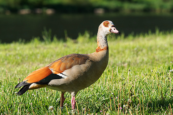 포토 JPG 해외이미지 동물 야생동물 자연 조류 독일 파노라마 종류 풍경 사람없음 야외 환경 생태계 거위 내추럴 동물상 해외202004 해외포토 유럽 촬영기법 조형물 파일형식 이미지허브