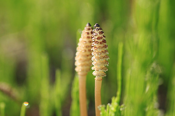 포토 JPG 해외이미지 식물 백그라운드 자연 건강 사람없음 초록색 봄 신선 개화 숲 수분 허브 서식 뿌리 세대 공터 해외202004 해외포토 계절 꽃 컬러 생태계 파일형식 이미지허브