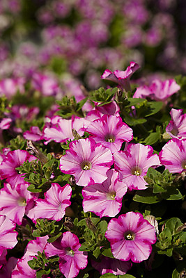 포토 JPG 해외이미지 식물 꽃 분홍색 잎 사람없음 개화 자연백그라운드 피튜니아 해외202004 해외포토 컬러 백그라운드 자연 파일형식 이미지허브