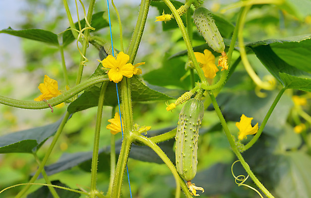 포토 JPG 해외이미지 식물 꽃 음식 줄기 잎 농업 채소 과일 재료 가족 오이 사람없음 초록색 농작물 농장 노란색 새싹 정원 식사 수확 성장 나뭇가지 먹기 포도나무 박 땅바닥 바이오 밭일 숙성 온실 세련 비건 해외202004 해외포토 나무 산업 컬러 관계 모션 바닥 과일나무 채식주의자 파일형식 이미지허브