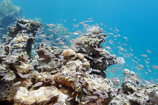 포토 JPG 해외이미지 동물 야생동물 바다 학교 아프리카 자연 이집트 어류 풍경 사람없음 물 파란색 컬러풀 바닷속 수중 거품 호주 생태계 다이빙 인도네시아 수족관 홍해 몰디브 깊이 소금물 해외202004 해외포토 자연요소 교육 나라 아시아 컬러 수영 수중동물 오세아니아 수중스포츠 파일형식 이미지허브