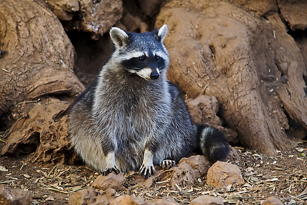 포토 JPG 해외이미지 동물 응시 야생동물 포유류 자연 털 사람없음 작음 해외202004 해외포토 시선 크기 생태계 파일형식 이미지허브