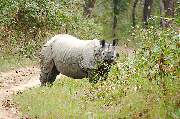 포토 JPG 해외이미지 동물 공원 야생동물 백그라운드 통신 포유류 아프리카 자연 뿔 종류 풍경 사람없음 환경 사막 아기 황무지 보호 위험 큼 사파리 멸종 케냐 코뿔소 남쪽 내추럴 송아지 나미비아 전국 해외202004 해외포토 공공시설 나라 새끼 컨셉 사람 소 크기 방향 생태계 남아프리카 파일형식 이미지허브