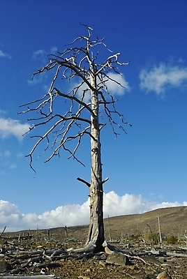 포토 JPG 해외이미지 나무 식물 자연 하늘 산 건조 풍경 사람없음 목재 환경 회색 죽음 숲 생태학 옛날 해외202004 해외포토 교육 컬러 재료 생태계 파일형식 이미지허브