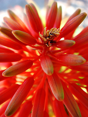 포토 JPG 해외이미지 식물 꽃 분홍색 조각 백그라운드 잎 자연 산 선인장 사람없음 치료 장식 빨간색 약 스파 힘 벚꽃 흰색 신선 원형 가시 약초 상처 작음 약국 허브 순수 묘사 싱글 스파이크 알로에 이국적 해외202004 해외포토 도형 컬러 컨셉 의학 풀_식물 크기 생태계 파일형식 이미지허브