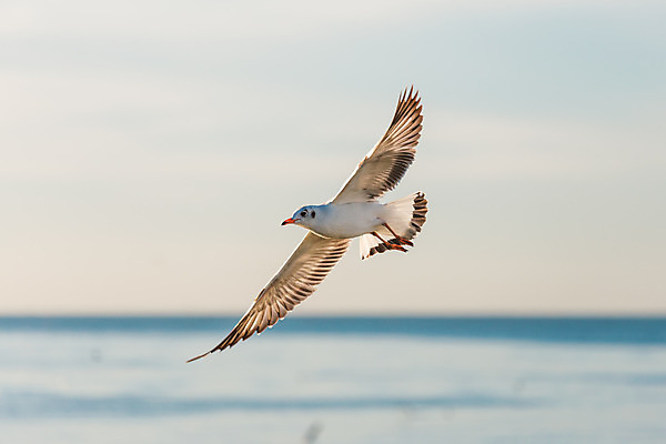 포토 JPG 해외이미지 동물 야생동물 바다 겨울 날개 태국 자연 갈매기 조류 하늘 표면 사람없음 물 빛 달리기 햇빛 일출 일몰 자유 흰색 깃털 부리 스카이라인 수평선 해외202004 해외포토 자연요소 계절 아시아 컬러 컨셉 모션 태양 노을 생태계 파일형식 이미지허브