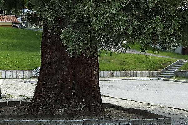 포토 JPG 해외이미지 나무 계절 자연 풍경 사람없음 야외 가로 빨간색 초록색 여름 환경 나뭇가지 숲 큼 고도 질감 치수 나무껍질 상록수 침엽수 거인 불가리아 삼림지대 해외202004 해외포토 식물 컬러 껍질 크기 생태계 파일형식 남유럽 이미지허브