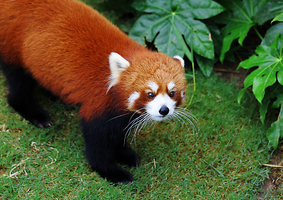 포토 JPG 해외이미지 주간 한마리 잎 잔디 사람없음 야외 귀여움 레서판다 해외202004 해외포토 자연요소 식물 1 컨셉 포유류 파일형식 이미지허브