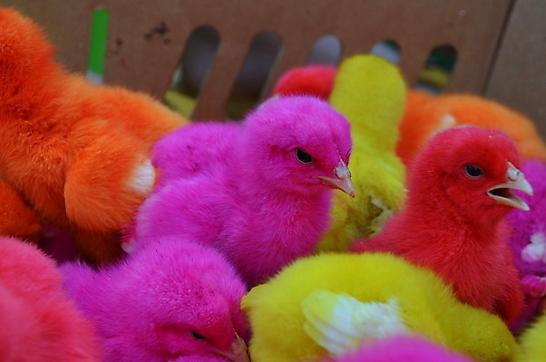 포토 JPG 해외이미지 분홍색 오렌지 병아리 사람없음 빨간색 컬러풀 노란색 치킨 아기 해외202004 해외포토 컬러 과일 조류 사람 닭고기요리 파일형식 이미지허브