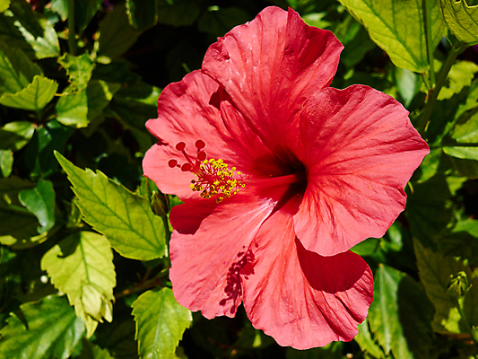 포토 JPG 해외이미지 주간 잎 자연 사람없음 야외 빨간색 히비스커스 해외202004 해외포토 자연요소 식물 꽃 컬러 생태계 파일형식 이미지허브