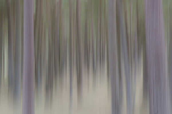 포토 JPG 해외이미지 나무 식물 포즈 백그라운드 이동 컨셉 모션 추상 사람없음 야외 목재 세로 컬러풀 보라색 숲 속도 그림 유기농 역동적 닦기 침엽수 구성 블러 파스텔톤 해외202004 해외포토 웰빙 컬러 무늬 재료 파일형식 이미지허브