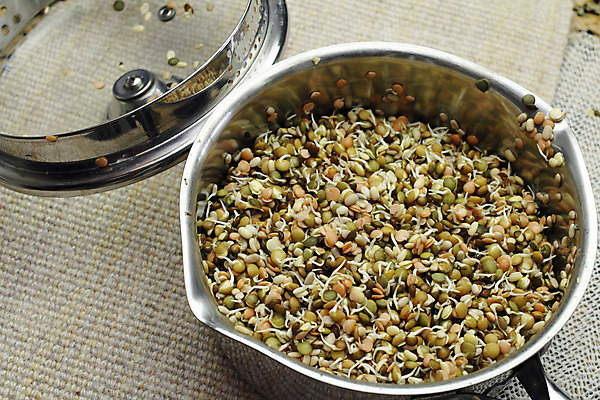 포토 JPG 해외이미지 식물 음식 백그라운드 농업 다이어트 채소 오렌지 자연 실내 건강 3 씨앗 사람없음 빨간색 초록색 컬러풀 갈색 새싹 성장 뚜껑 직물 신선 닫기 맛 혼합 작음 수집 유기농 원예 날것 뿌리 섬유 묘목 스테인레스 식용 채식주의자 총쏘기 비건 해외202004 해외포토 나무 웰빙 산업 컬러 컨셉 과일 모션 취미 내부 크기 생태계 채식 파일형식 이미지허브