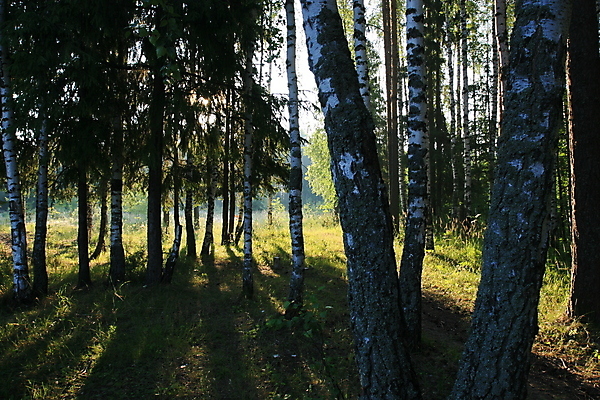 포토 JPG 해외이미지 나무 문화 날씨 기술 사람없음 강 가을 숲 러시아 철학 해외202004 해외포토 식물 계절 교육 유럽 파일형식 이미지허브