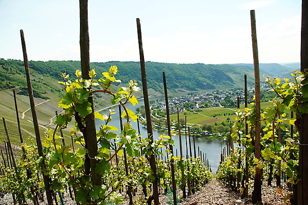 포토 JPG 해외이미지 독일 풍경 사람없음 강 계곡 봄 포도밭 포도나무 늑대 해외202004 해외포토 계절 유럽 밭 포유류 과일나무 파일형식 이미지허브