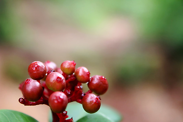 포토 JPG 해외이미지 나무 식물 계절 열매 음식 잎 농업 과일 자연 건강 씨앗 사람없음 빨간색 여름 빛 농작물 농장 정원 봄 성장 나뭇가지 시골 신선 체리 달콤 그늘 다발 유기농 숙성 해외202004 해외포토 웰빙 산업 컬러 맛 생태계 파일형식 이미지허브