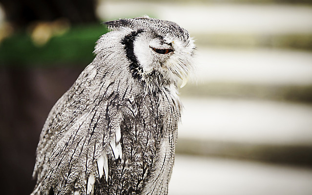 포토 JPG 해외이미지 동물 1 응시 얼굴 야생동물 백그라운드 오렌지 자연 조류 뿔 사람없음 야외 가로 갈색 노란색 머리 검은색 흰색 관찰 닫기 야간 큼 먹이 깃털 부리 독수리 슛 육식동물 부엉이 사냥꾼 내추럴 외양간 고립 테마 피어싱 해외202004 해외포토 자연요소 직업 시선 컬러 과일 장신구 모션 신체부위 크기 생태계 파일형식 이미지허브