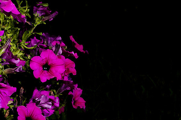 포토 JPG 해외이미지 식물 외관 꽃 분홍색 백그라운드 자연 사람없음 야외 장식 빨간색 초록색 여름 세계 보라색 봄 활발 벚꽃 시골 싱글 그림 생태계 원예 진홍색 리빙 내추럴 강렬 고립 생태학 피튜니아 해외202004 해외포토 계절 교육 컬러 컨셉 취미 파일형식 이미지허브