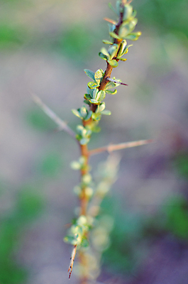 포토 JPG 해외이미지 나무 식물 계절 백그라운드 잎 농업 자연 하늘 미래 함께함 건강 사람없음 야외 초록색 파란색 햇빛 태양 노란색 환경 정원 봄 수확 성장 나뭇가지 신선 뜨거움 작음 5월 관목 주기 유기농 긍정 내추럴 해외202004 해외포토 자연요소 웰빙 산업 컬러 컨셉 모션 날짜 크기 생태계 파일형식 이미지허브
